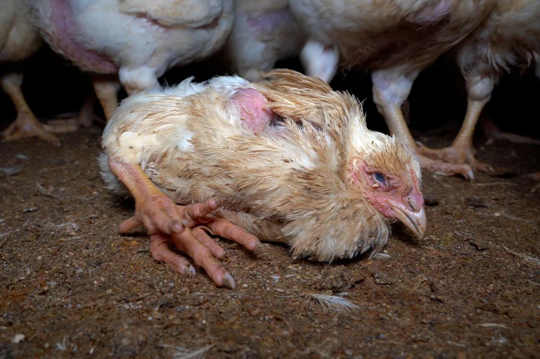 Equalia alerta del maltrato animal en dos granjas avícolas en el norte de Alemania, proveedoras de Lidl.