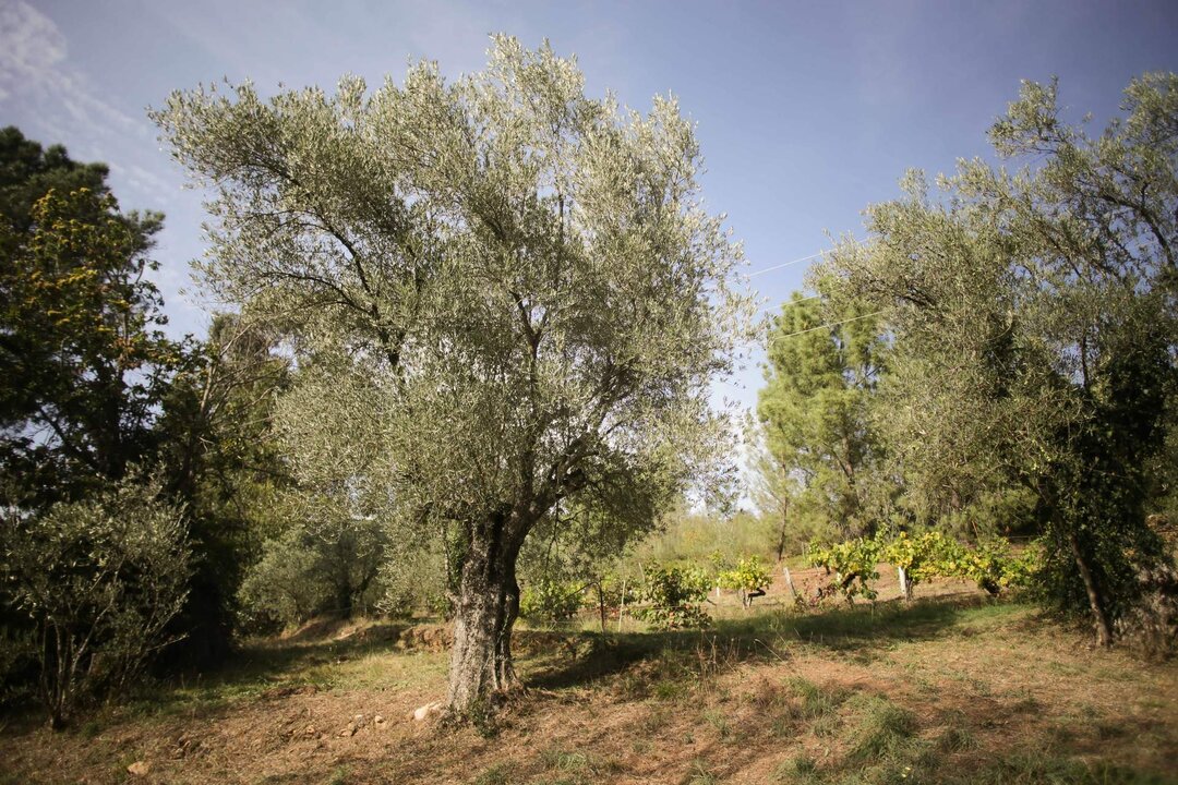 Quiroga, Lugo. Comienza la producci&oacute;n de aceite en la almazara Ouro de Quiroga. La producci&oacute;n ser&aacute; escasa este a&ntilde;o debido a la sequ&iacute;a. Los productores de Ouro de Quiroga producen fundamentalmente aceite de oliva de las variedades aut&oacute;ctonas Mansa y Brava. Fotos tomada el mi&eacute;rcoles 11 de octubre