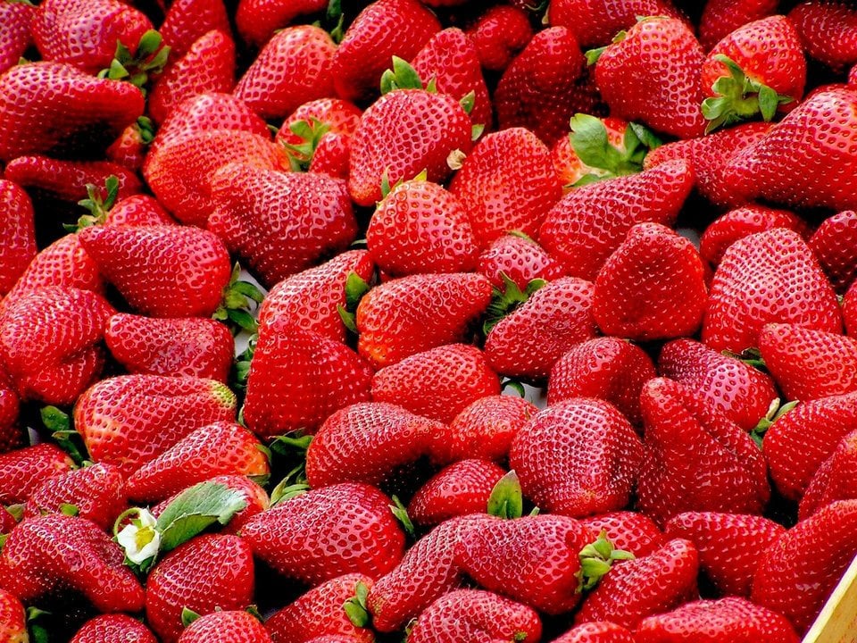 Consejos para conservar las fresas en la nevera: disfruta de su sabor durante más tiempo