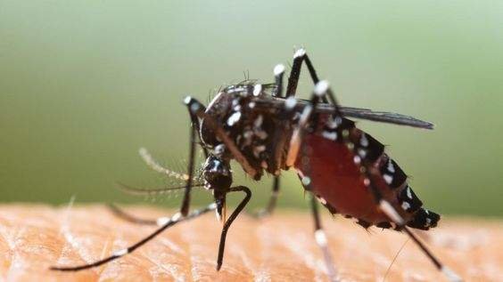 La Expansión del Dengue ¡ Sin Tratamiento ! Y sin Estímulos a los Investigadores...