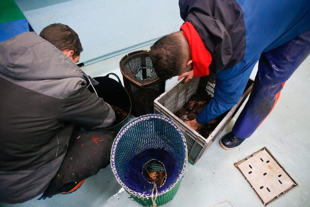 Burela, Lugo. El Mari&ntilde;eiro2, con base en el Puerto de Burela, sale a faenar con nasas en su b&uacute;squeda de marisco y pulpo para vender en las jornadas previas a la noche de fin de a&ntilde;o, una de las fechas clave para patrones y marineros en A Mari&ntilde;a de Lugo. En la imagen, &Aacute;ngel Fdez Eiras (i) y Javi Herrero seleccionan las n&eacute;coras en la cet&aacute;rea del puerto de Burela, en la ma&ntilde;ana del mi&eacute;rcoles 27 de diciembre