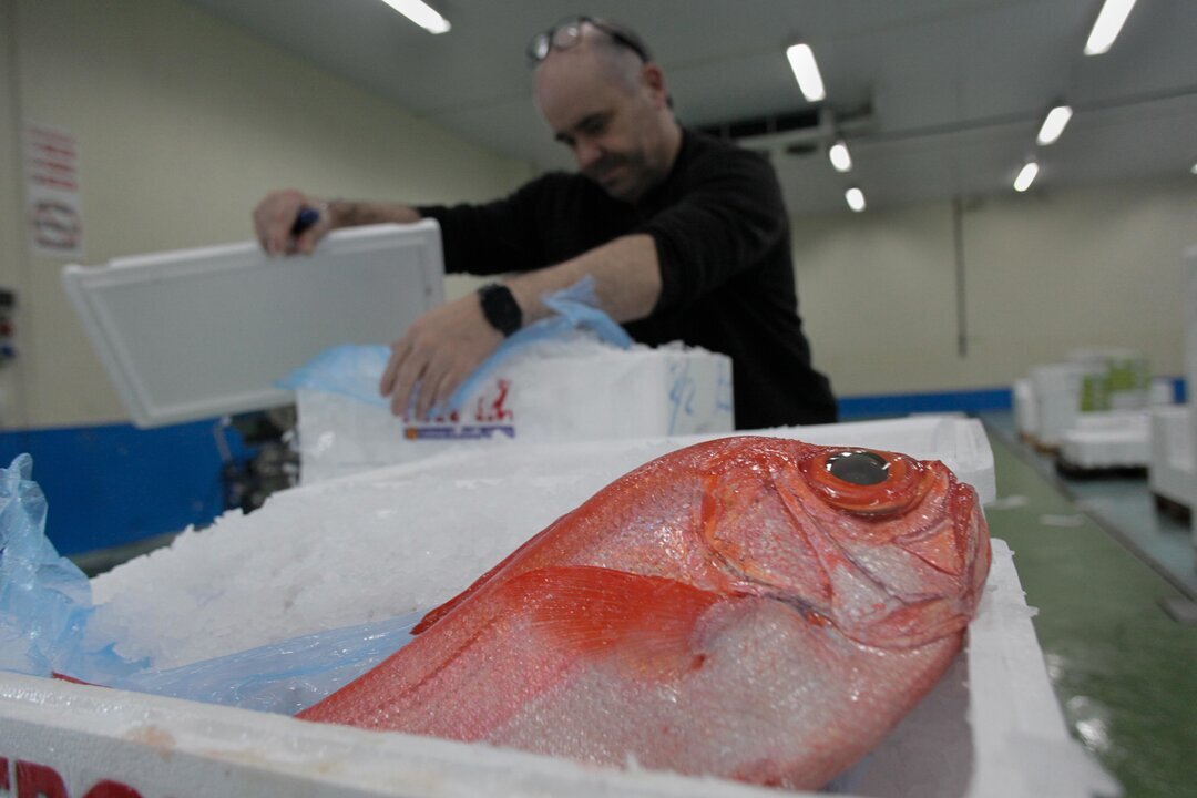 Burela, Lugo. Lonja del marisco en el Puerto de Burela. Los precios contin&uacute;an su ascenso ante la proximidad de las fiestas navide&ntilde;as. La centolla ha superado los 30&euro; por kilo y otros mariscos como el escaso santiagui&ntilde;o ascienden ya por encima de los 100&euro; kilo.