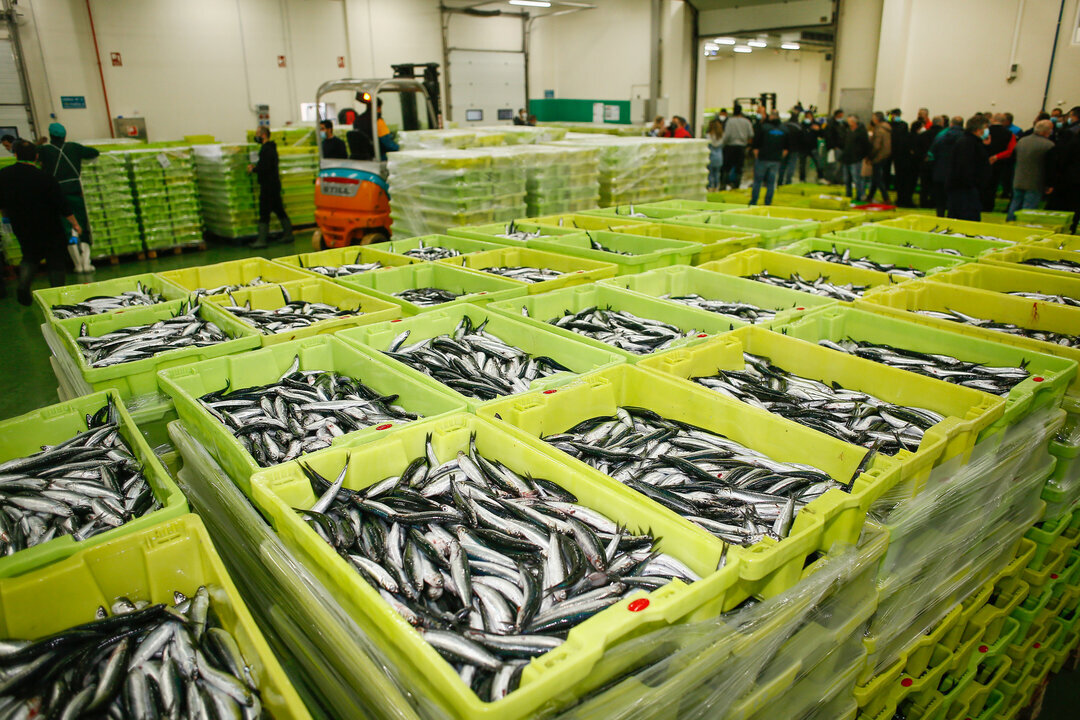 Burela. Descarga masiva de bocarte (anchoa) en el Puerto de Burela. Un gran cardumen de bocarte aparecio a finales de la semana pasada en la Mari&ntilde;a de Lugo, llegando a su culmen en la jornada de este pasado lunes, cuando cientos de pesqueros de toda la cornisa cantabrica se juntaron en el Puerto de Burela para descargar, provocando el colapso del Puerto y el desplazamiento a Viveiro para poder descargar las numerosas capturas.