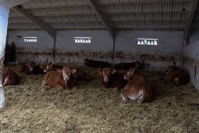 Vacas en las instalaciones de ganado.
