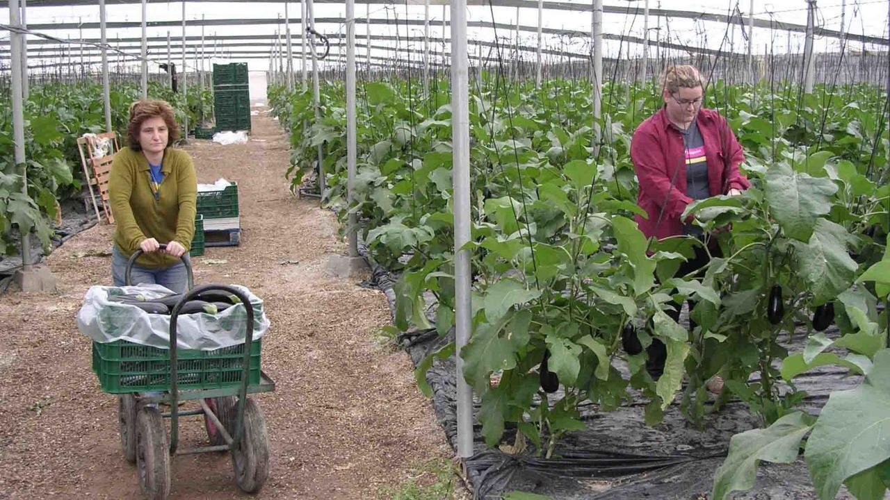 Dos agricultoras recogiendo la cosecha.