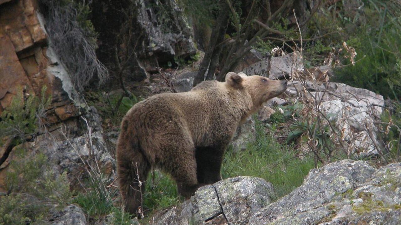 Oso pardo.