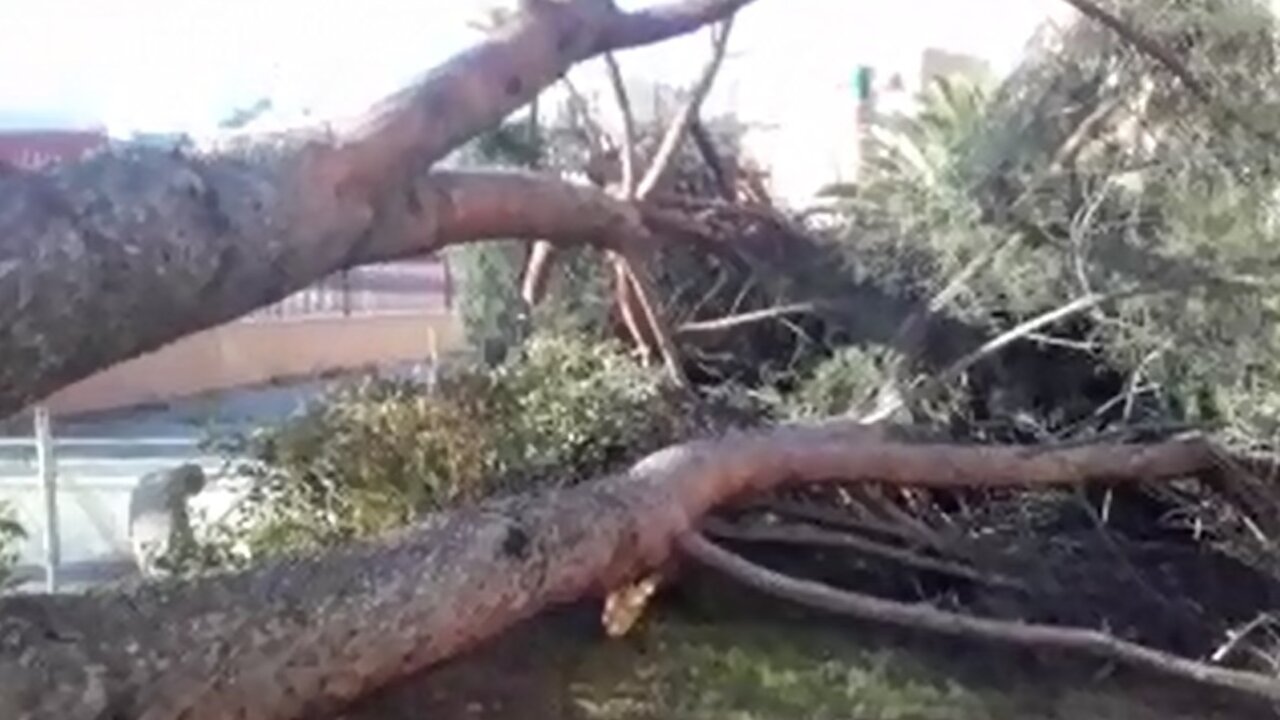 &Aacute;rbol ca&iacute;do en el barrio de Las &Aacute;guilas de Madrid.