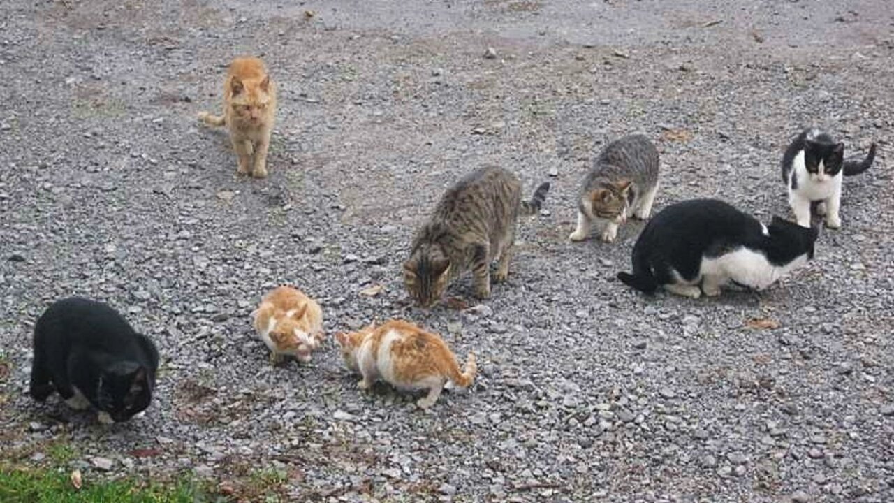 Gatos callejeros