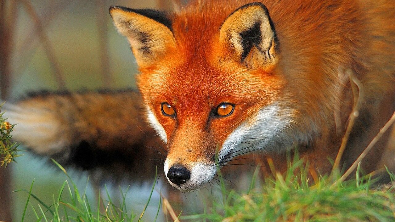 Zorro.
