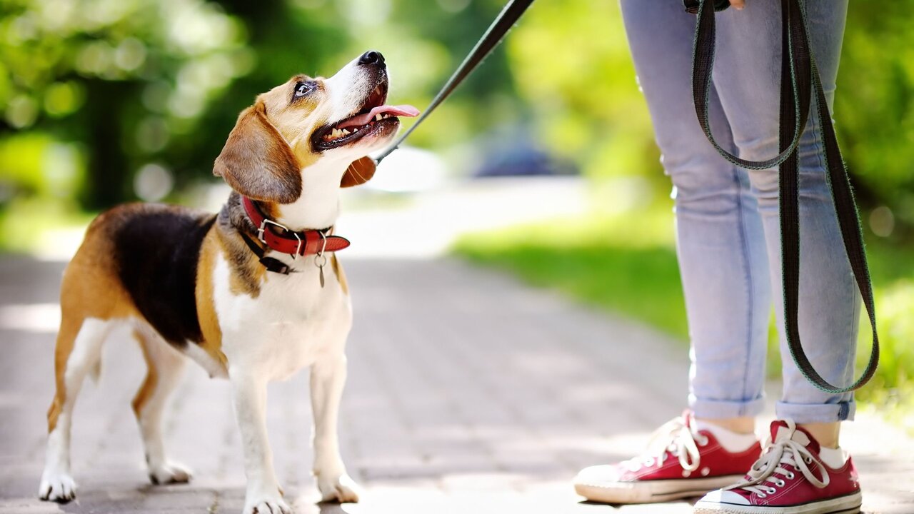 Correa para perros.