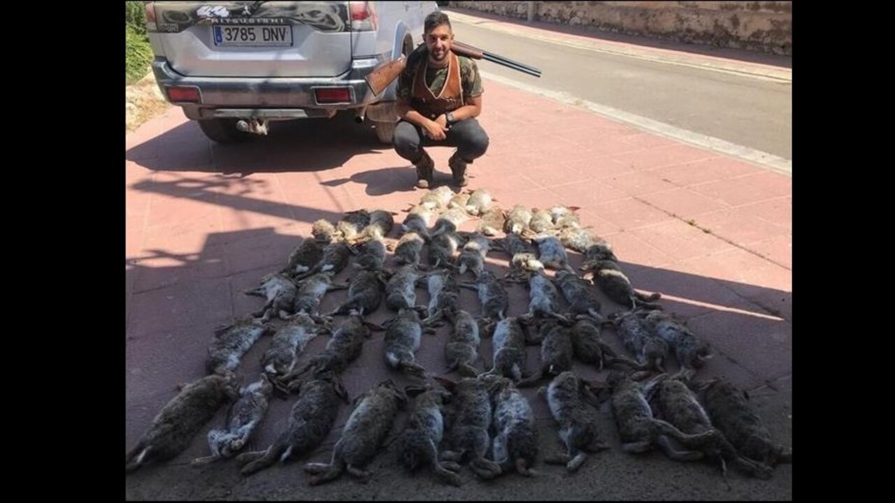 Conejos cazados en Epila (Zaragoza)