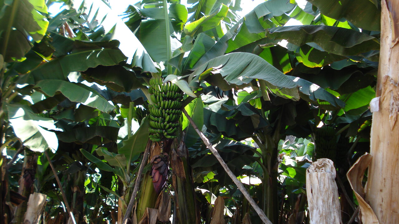 Plataneras de La Palma, Canarias.