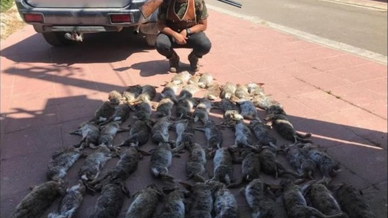 Conejos cazados en &Eacute;pila (Zaragoza)