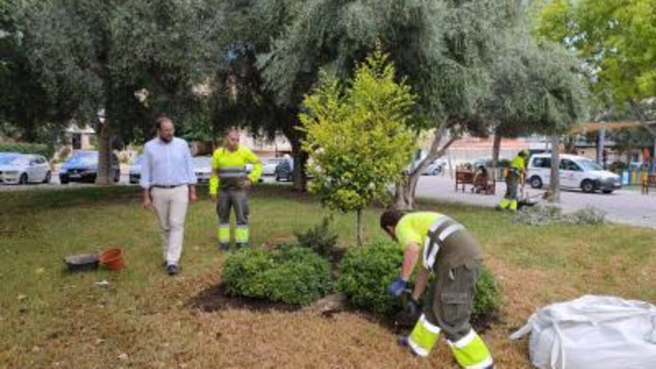 El Ayuntamiento de Murcia intensifica la campa&ntilde;a de reposici&oacute;n de arbolado