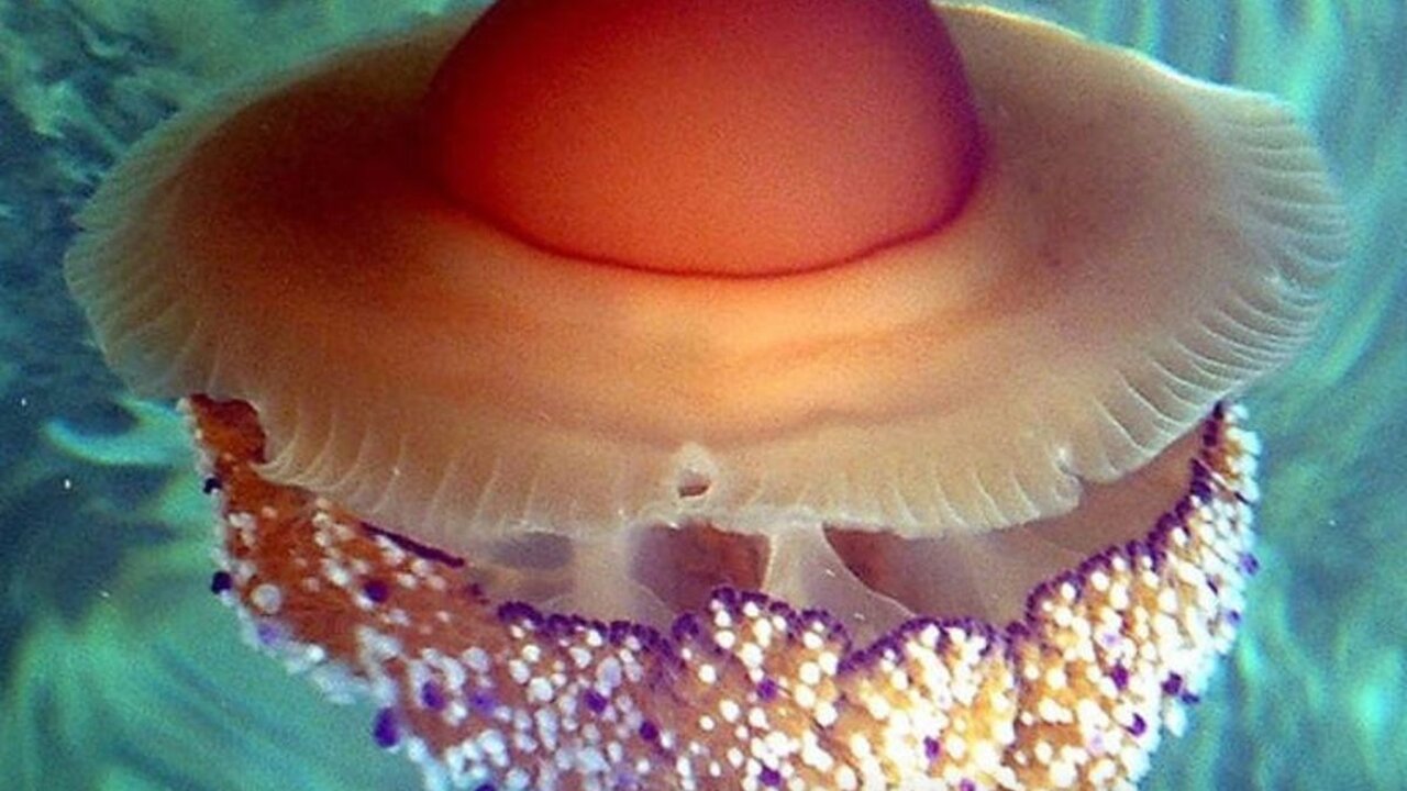 Alerta para los ba&ntilde;istas- millones de medusas 'huevo frito' est&aacute;n naciendo en Murcia (Foto- T.Friedrich:Wikimedia) 