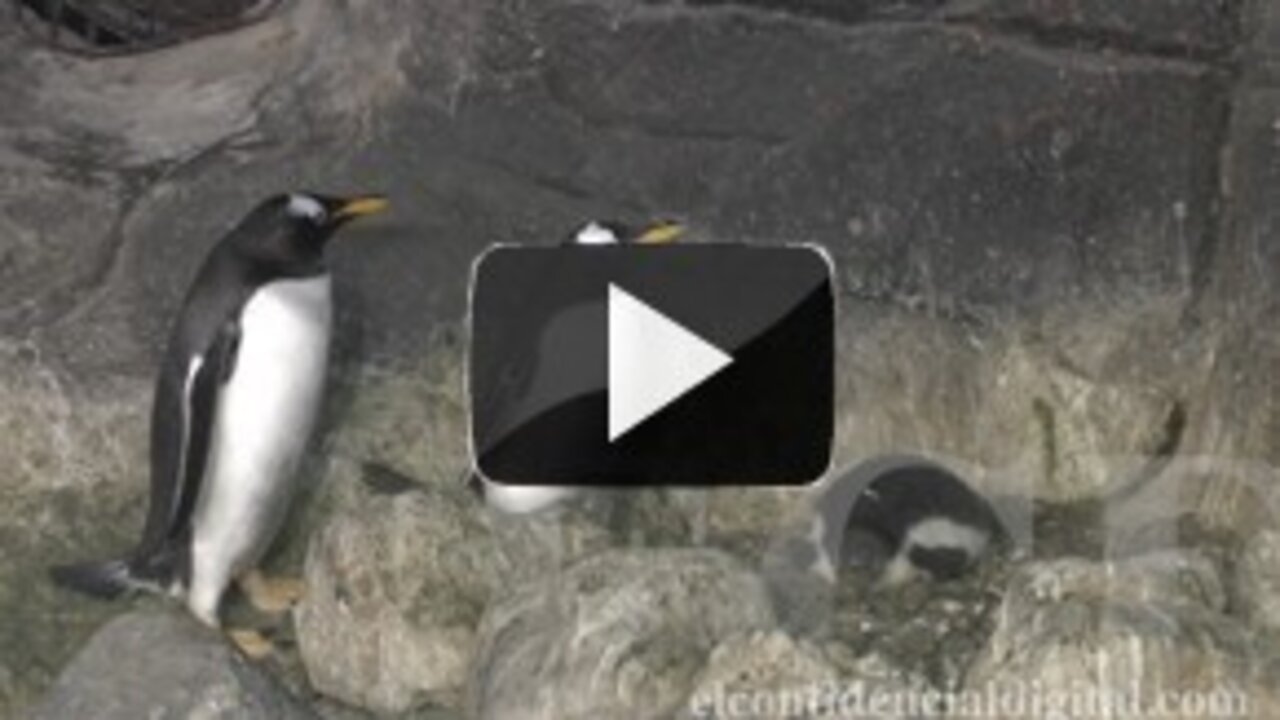 <p>Estas son las condiciones en las que viven los 115 ejemplares de la especie gentoo. Los polluelos no pueden sumergirse en el agua mientras conserven el plum&oacute;n. Se alimentan principalmente de arenques y capelines. Conviven en su ecosistema con las especies rey, saltarrocas y adelaida.<br _mce_bogus="1"></p>