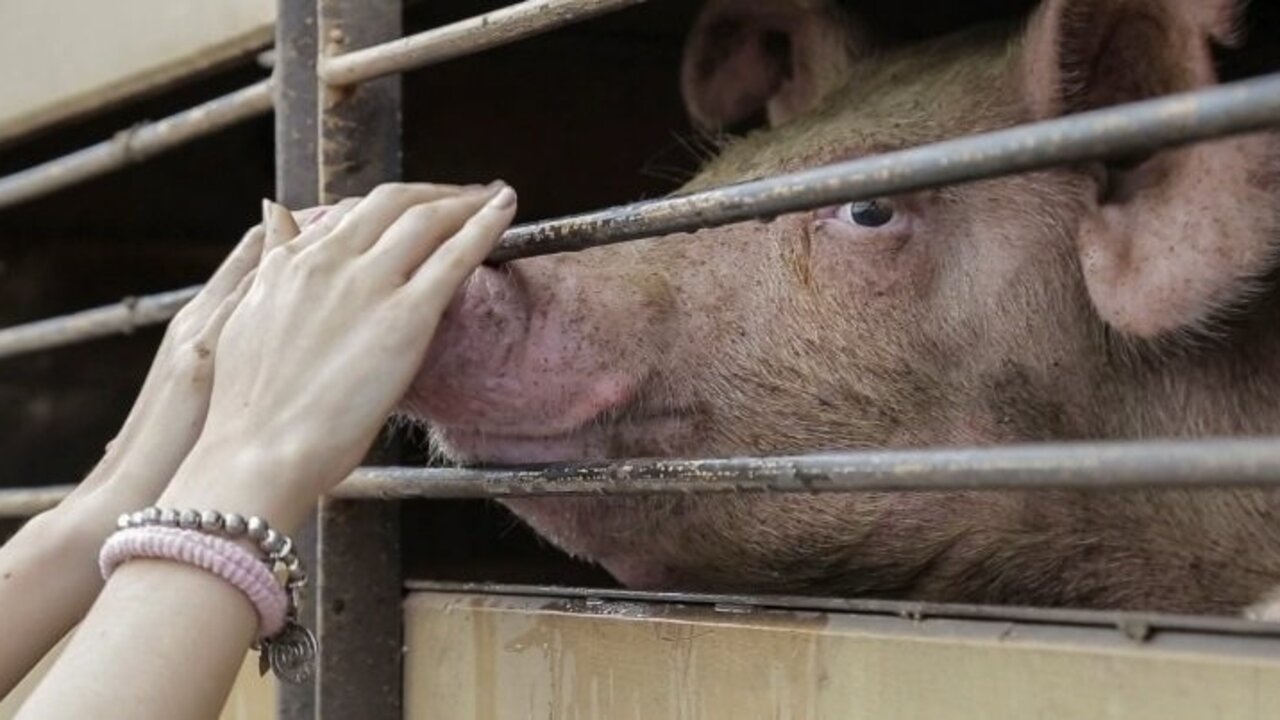 Escena de una de las 'vigilias veganas' recientes.