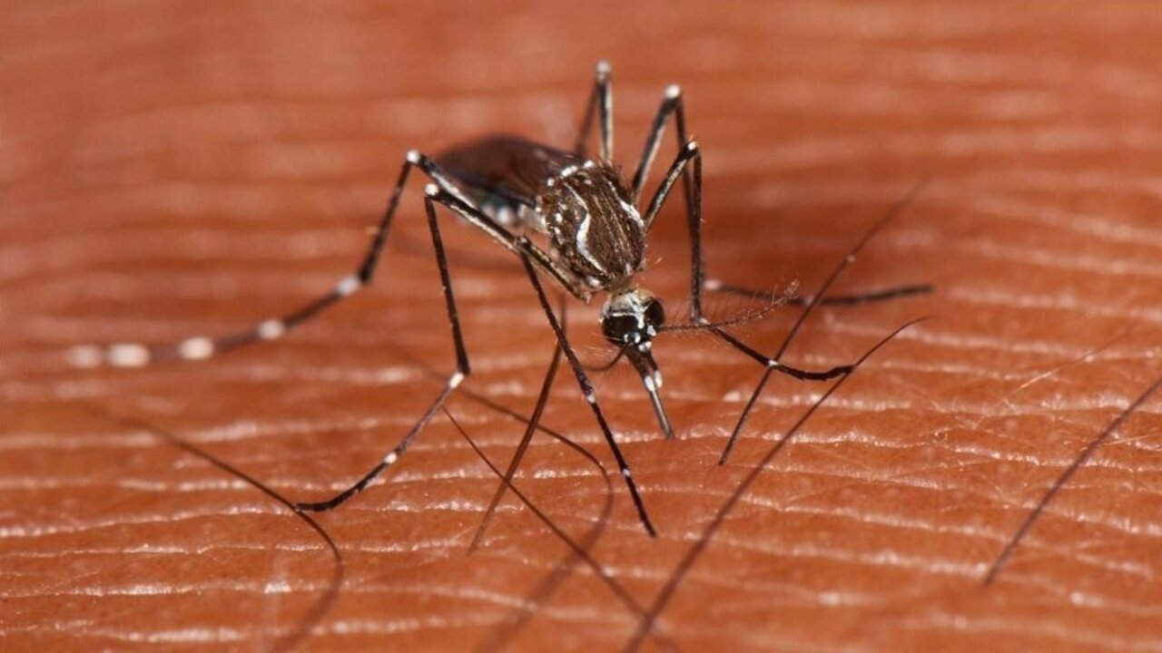 Mosquito.