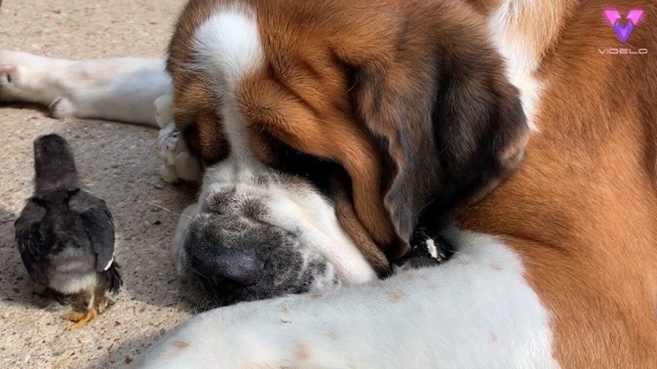 Cuando el Derecho empieza a mirar a los animales de compa&ntilde;&iacute;a como lo que son:  Familia