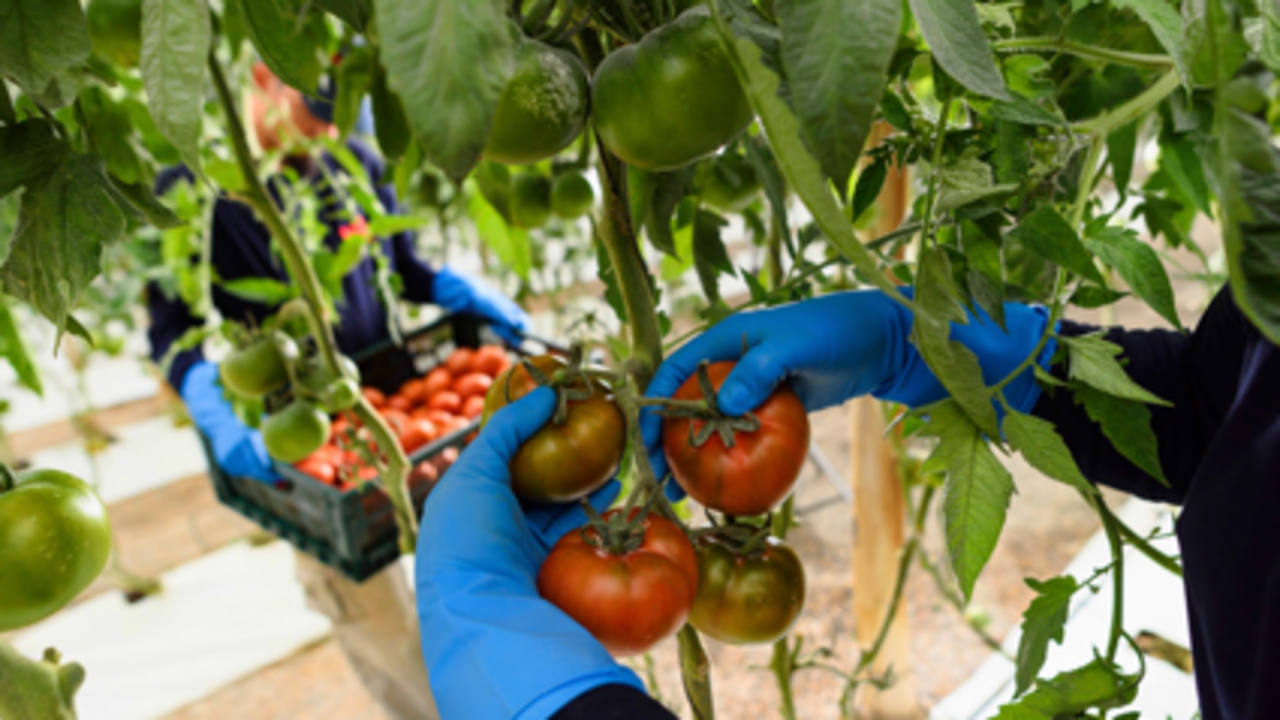 Elaboraci&oacute;n del producto.