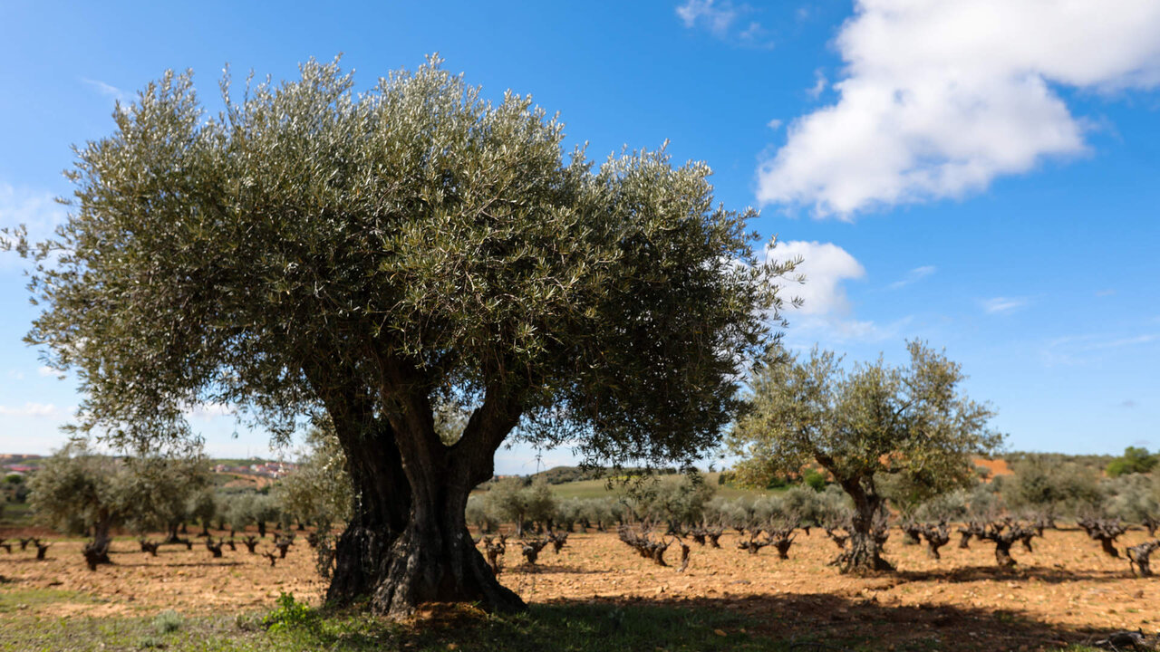 Campo de olivos en las inmediaciones de la localidad de Campo Real (Madrid).