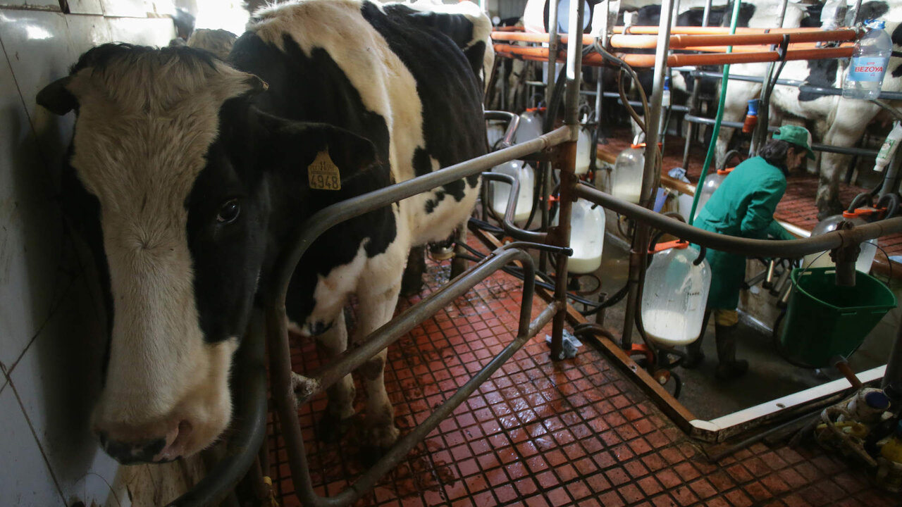 Macedo, Friol, Lugo. La ganader&iacute;a B&eacute;rtolos e Serranos orde&ntilde;a las vacas en su granja de la Parroquia de Macedo. La ganader&iacute;a produce leche para venta y para elaboraci&oacute;n de quesos bajo marca propia. Este a&ntilde;o, a diferencia de los anteriores, las grandes l&aacute;cteas est&aacute;n firmando contratos con los productores de una duraci&oacute;n de tres meses, cuando anteriormente se firmaban con car&aacute;cter anual. Esto se debe a la incertidumbre del mercado, argumentan desde las compa&ntilde;&iacute;as l&aacute;cteas. En la imagen, Mar&iacute;a Blanco trabaja en la sala de orde&ntilde;o de la granja, en la ma&ntilde;ana del s&aacute;bado 18 de febrero
