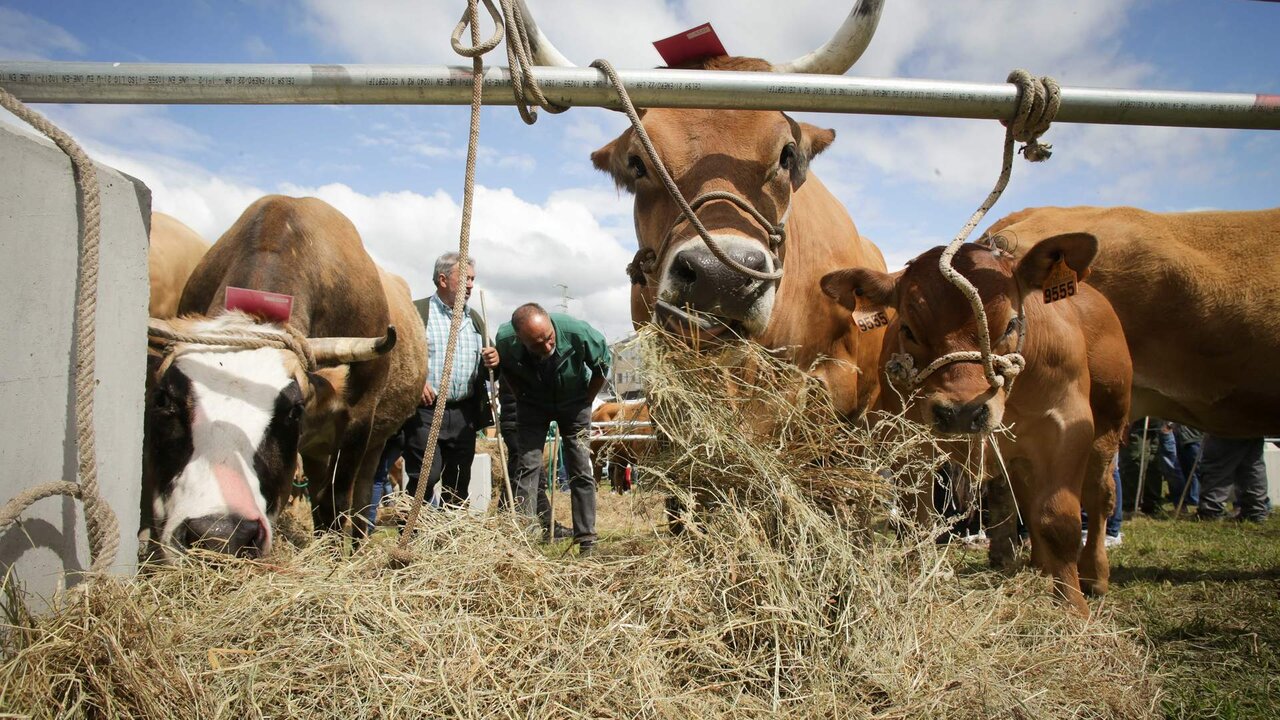 Cervantes, Lugo. Feria en defensa del ganadero de monta&ntilde;a. M&aacute;s de 180 reses se han puesto en venta y miles de personas han asistido a la comarca de Ancares, donde se concentran gran parte de las explotaciones de vacuno en extensivo de Galicia.