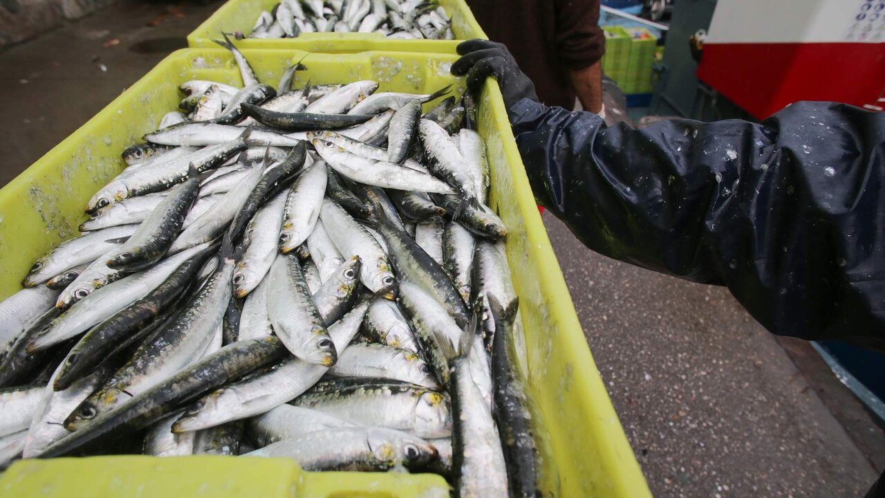 Burela, Lugo. El cerquero Costa de Lugo, con base en Burela, descarga m&aacute;s de 2.000 kilos de sardina en el Puerto de Burela en la v&iacute;spera de San Juan, cuando este pescado azul aumenta su demanda y es protagonista de las hogueras y espetos en toda Espa&ntilde;a. La sardina, escasa en los &uacute;ltimos a&ntilde;os, se ha recuperado tras varios per&iacute;odos de veda y vuelve a ocupar su lugar preponderante como pescado de consumo popular en las mesas. En la imagen, cajas con sardina reci&eacute;n capturada poe el Costa de Lugo, en la ma&ntilde;ana del jueves 22 de Junio