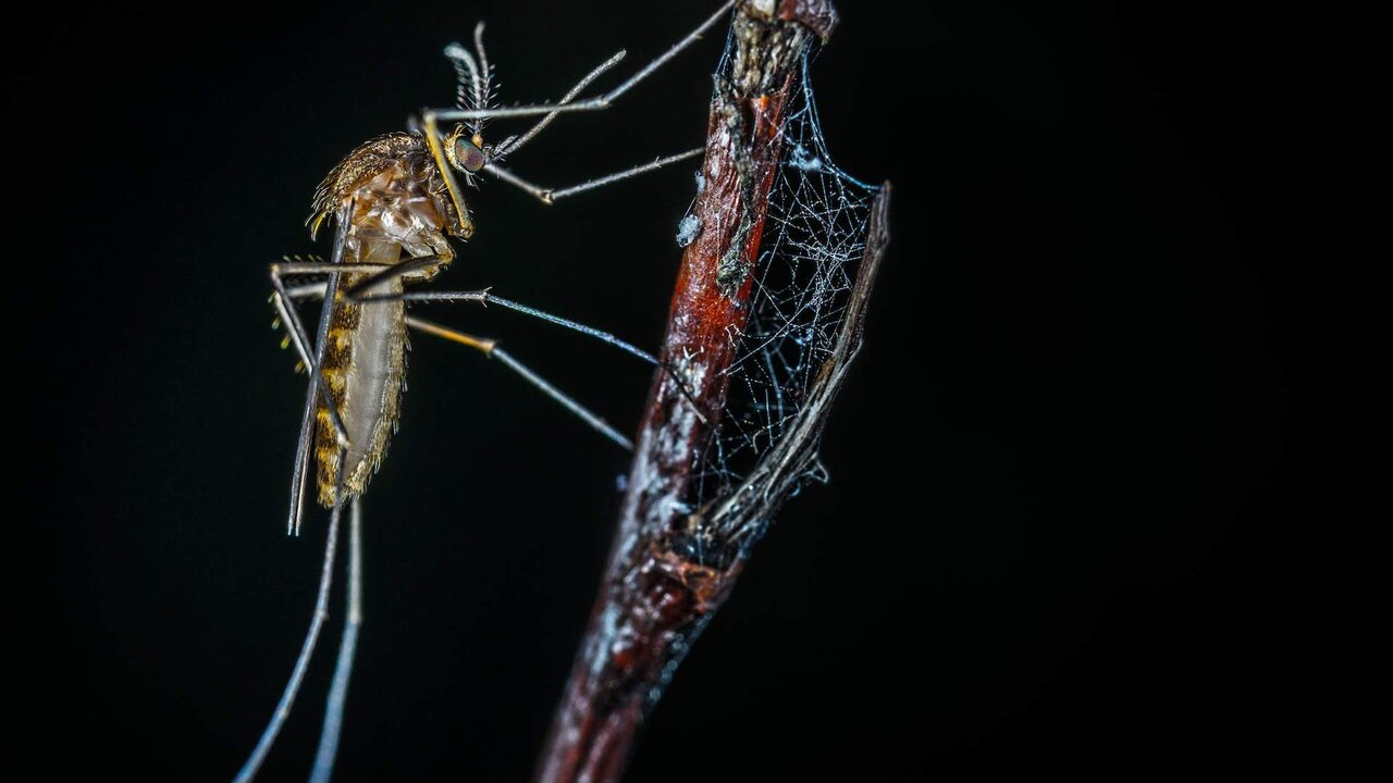 7 remedios caseros para aliviar el dolor de las picaduras de mosquitos.