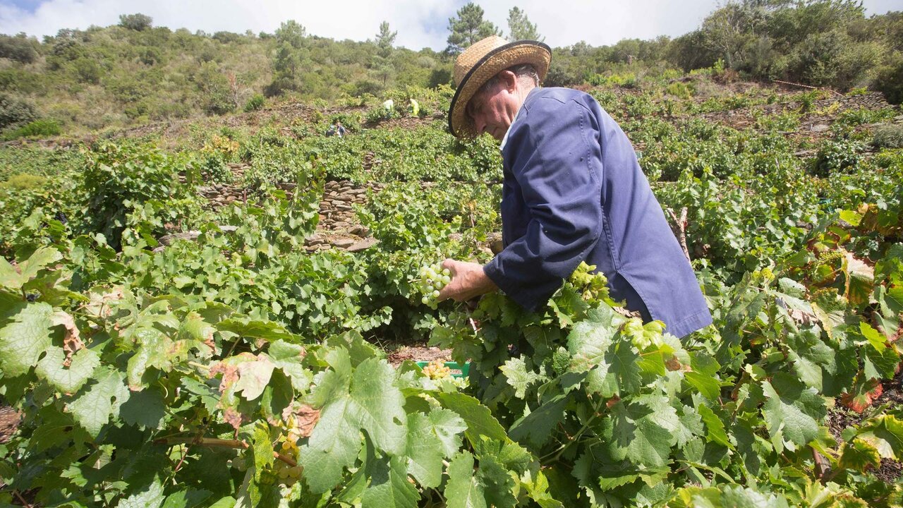 Vilach&aacute; de Salvadur, A Pobra de Broll&oacute;n, Lugo. Comienza la vendimia en la Ribeira Sacra. En la aldea de Vilach&aacute; de Salvadur, los viticultores y bodegueros cosechan uva para producir vinos menc&iacute;a y godello que se consumir&aacute;n en el n&uacute;cleo familiar. La cosecha se realiza entre todos los miembros de la familia, que el fin de semana dejan todos sus quehaceres para colaborar en la vendimia familiar. En la imagen, Germ&aacute;n, patriarca de la familia Bendi&ntilde;a de Rozabales, cosecha uva godello en su vi&ntilde;a de la Ribeira de Vilach&aacute; en la ma&ntilde;ana del s&aacute;bado 18 de septiembre