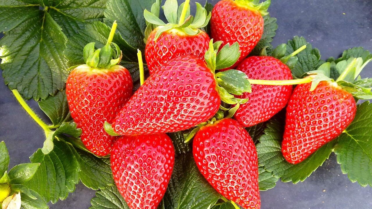 Consejos para un consumo seguro de fresas: aprende a lavarlas correctamente
