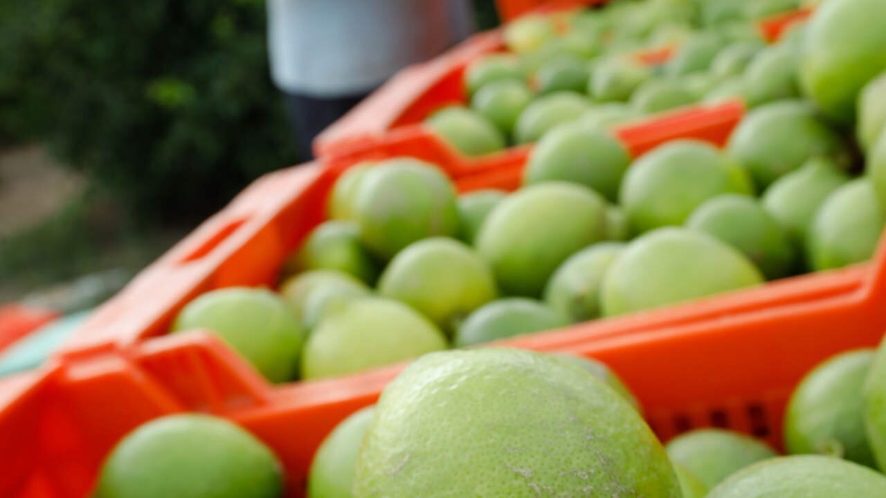 21-04-21 Reportaje sobre la huerta murciana. Recogida de limones en la finca de Diego Mu&ntilde;oz Mart&iacute;nez en el paraje los cuadrones de Santomera.