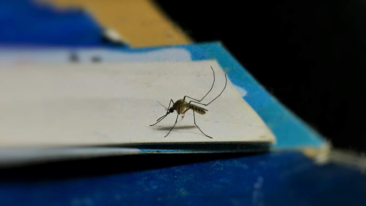 La subida de las temperaturas aumenta la presencia de mosquitos