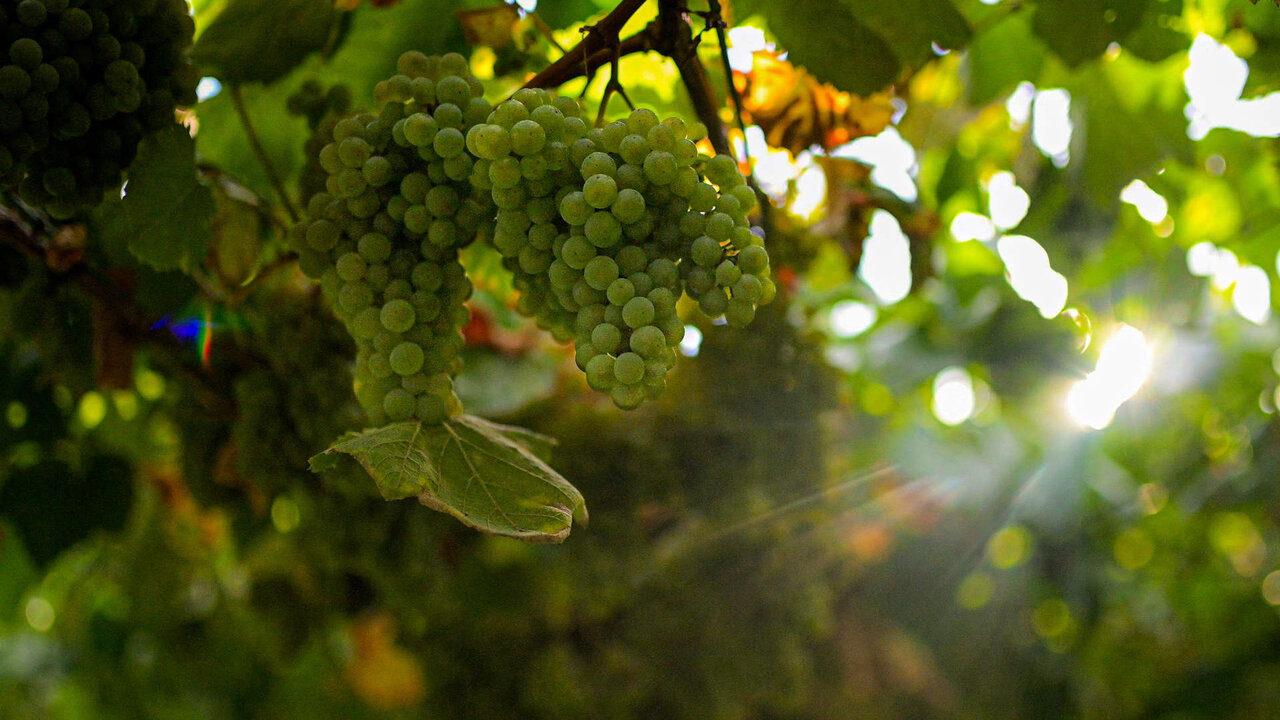 Racimo de uva albari&ntilde;a de una finca en Cambados de la bodega Se&ntilde;orio de Sobral durante la vendima para la fabricaci&oacute;n de vino con Denominaci&oacute;n de Origen Rias Baixas.
