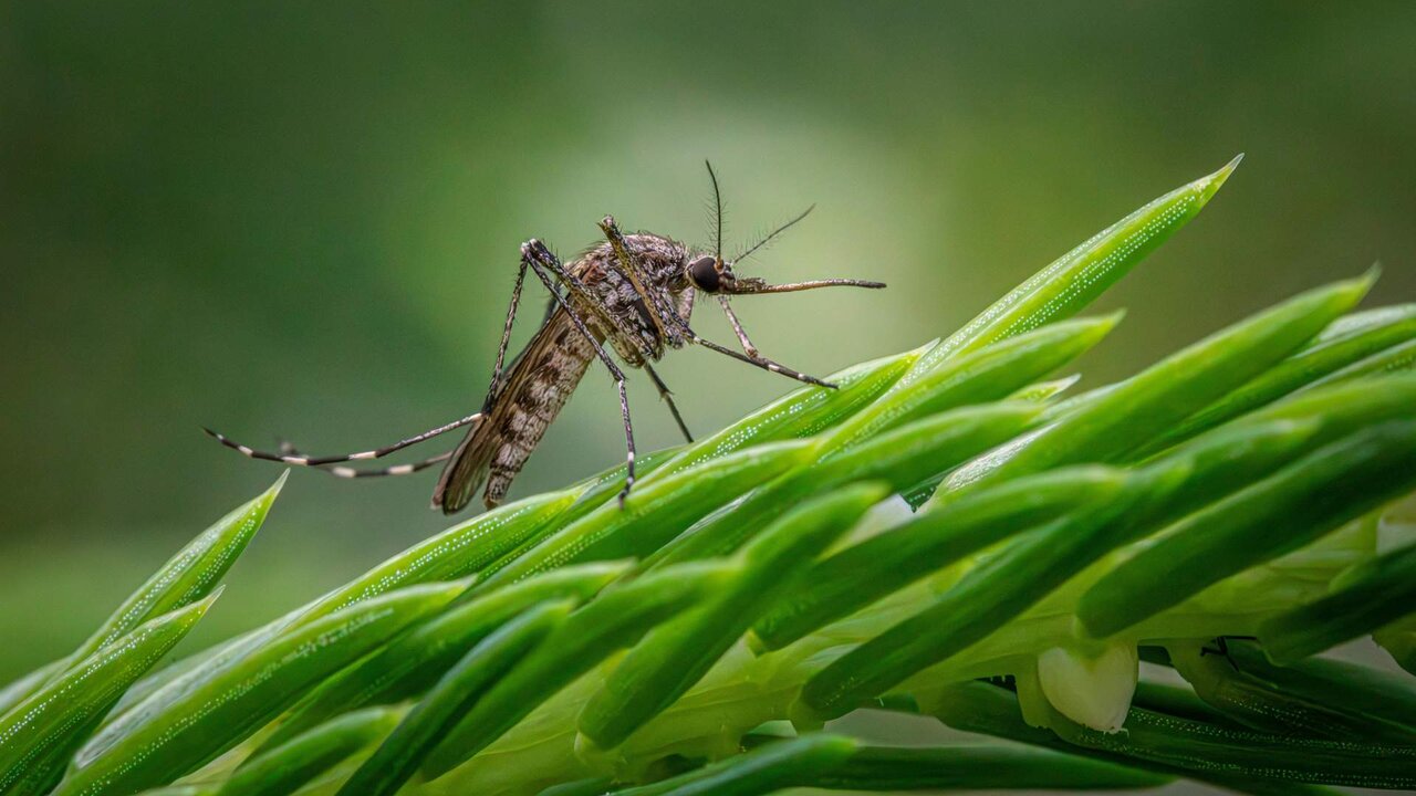 La principal v&iacute;a de transmisi&oacute;n del virus del Nilo Occidental es la picadura de un mosquito infectado (mosquitos del g&eacute;nero Culex principalmente). Foto: Junta de Andaluc&iacute;a