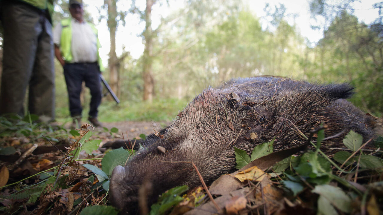 Portomarin, Lugo. Batida al jabal&iacute; de una cuadrilla de cazadores. La Xunta de Galicia ha decretado la emergencia cineg&eacute;tica en casi el 80% del territorio gallego y permite la caza del jabal&iacute; la mayor parte de los d&iacute;as hasta el 25 de febrero de 2024. La emergencia posibilita la caza de hembras en cr&iacute;a y de los propios jabatos en los territorios afectados. En la imagen, jabal&iacute; abatido durante la jornada de caza en el coto de Recelle, en la tarde del jueves 28 de septiembre