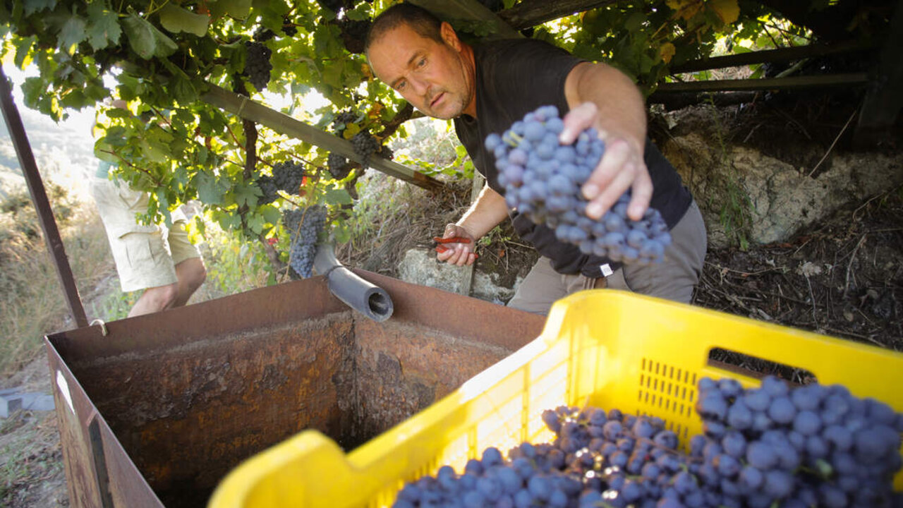Amandi, Sober, Lugo. Comienza la vendimia en algunas de las vi&ntilde;as de A Ribeira Sacra. En la subzona de Amandi, el cosechero estadounidense Zak Elfman recoge los &uacute;ltimos racimos de godello y garnacha para elaborar los vinos de su bodega "Mission". En la imagen, Javier Rey Rivero, vecino de Amandi que, seg&uacute;n sus propias palabras, naci&oacute; entre las vi&ntilde;as, recoge uva garnacha y menc&iacute;a en la vi&ntilde;a de Zak Elfman, Mission, en la tarde del viernes 9 de septiembre