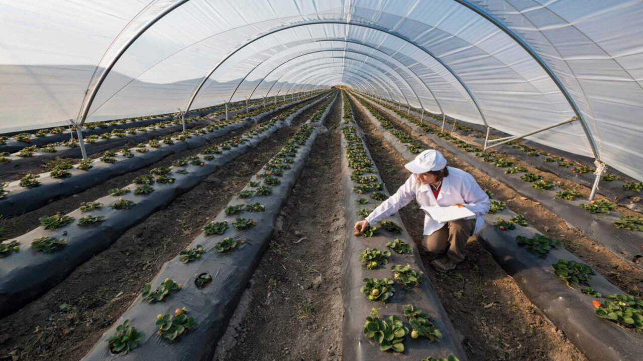 Agricultural engineer working in the greenhouse. Organic agriculture in greenhouses.