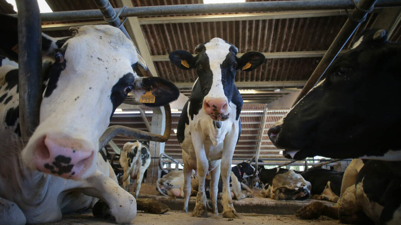 Sabadelle, Chantada, Lugo. Im&aacute;genes de la SAT de producci&oacute;n l&aacute;ctea Gander&iacute;a Sabadelle. La SAT cuenta con m&aacute;s de 200 cabezas de producci&oacute;n l&aacute;ctea, y cuentan todas ellas con vacuna contra la Lengua Azul, aunque no comprenden por que la Xunta de Galicia no vacuna a los becerros de menos de 3 meses.