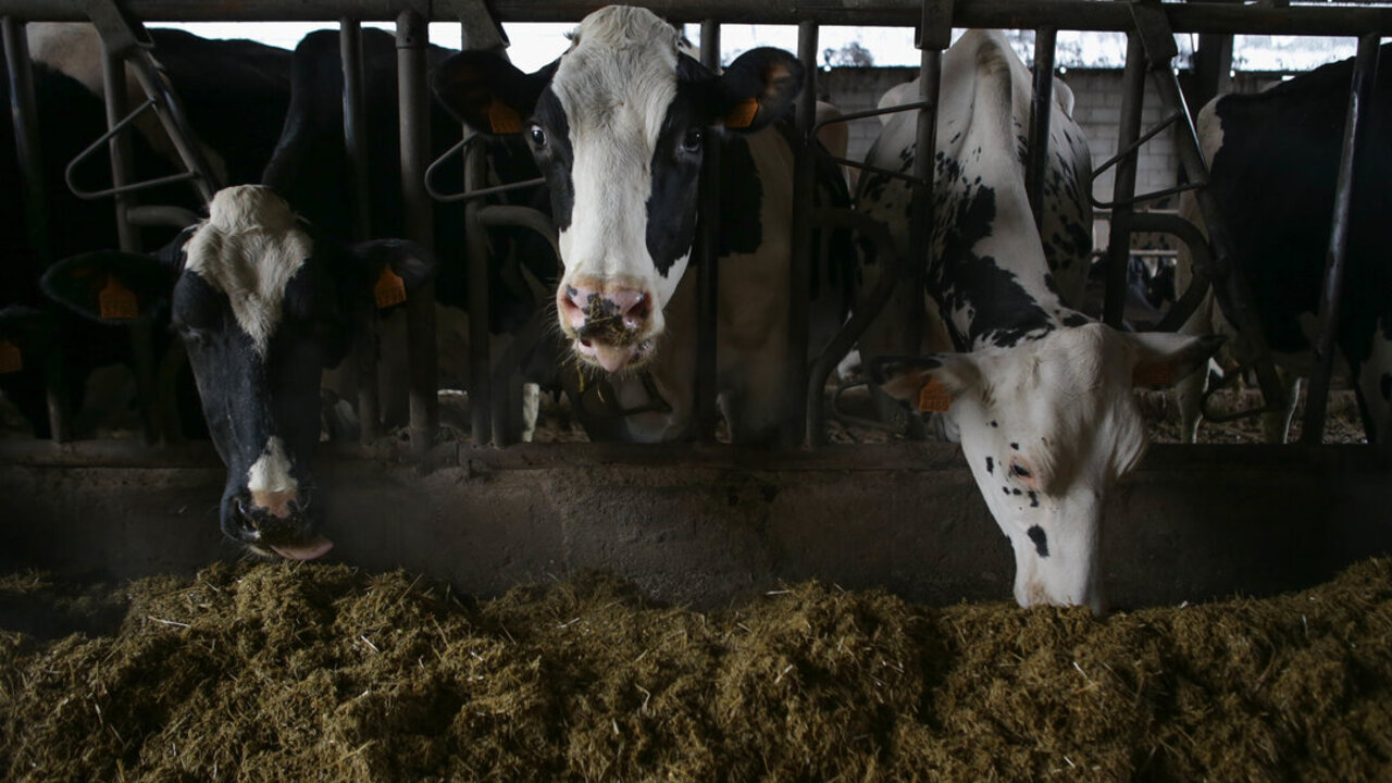 Pi&ntilde;eiro, Xermade, Lugo. La Ganader&iacute;a de l&aacute;cteo Ladreda, situada en la parroquia de Pi&ntilde;eiro, en Xermade, cuenta ya en m&aacute;s de 30 las muertes de vacas y novillas afectadas por el EHE, Enfermedad Hemorr&aacute;gica Epizo&oacute;tica. Las primeras bajas en la ganader&iacute;a sucedieron hace dos semanas, y, desde entonces, cada d&iacute;a se han levantado con nuevas muertes en su caba&ntilde;a. En la imagen, vacas comiendo en el establo de la Ganader&iacute;a Ladreda, en la ma&ntilde;ana del martes 14 de noviembre