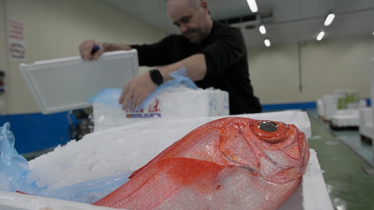 Burela, Lugo. Lonja del marisco en el Puerto de Burela. Los precios contin&uacute;an su ascenso ante la proximidad de las fiestas navide&ntilde;as. La centolla ha superado los 30&euro; por kilo y otros mariscos como el escaso santiagui&ntilde;o ascienden ya por encima de los 100&euro; kilo.