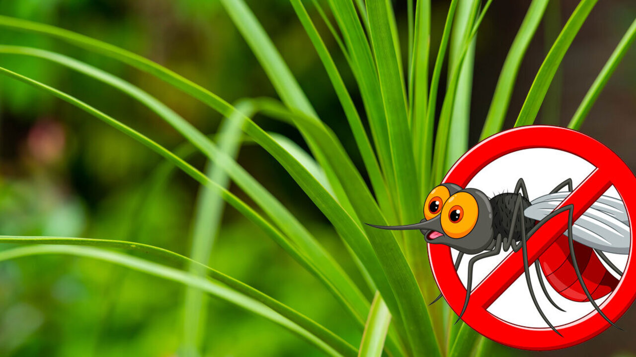La planta que perfuma y protege tu hogar de los mosquitos