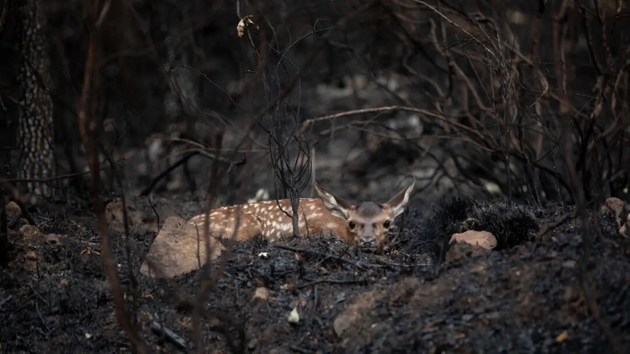 Un ciervo entre las cenizas tras un incendio en la Sierra de la Culebra, a 22 de junio de 2022. (Foto: Emilio Fraile / Europa Press)