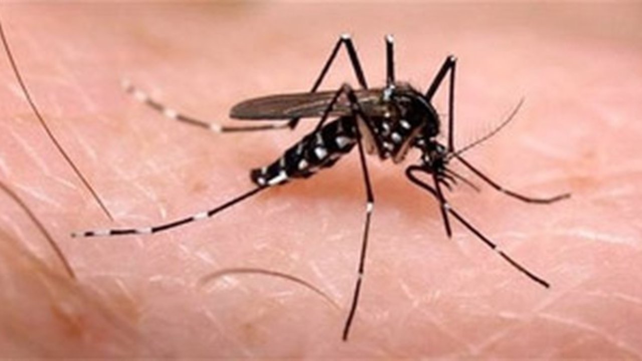 Mosquito Tigre, trasmisor del virus Zika.
