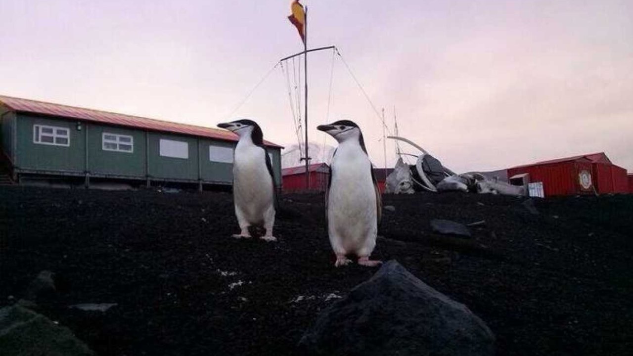 Dos pingüinos 'apadrinados' en la base Gabriel de Castilla.