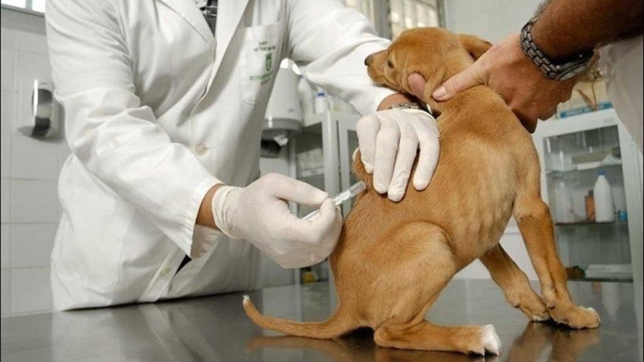 Un perro recibiendo la vacuna de la rabia.