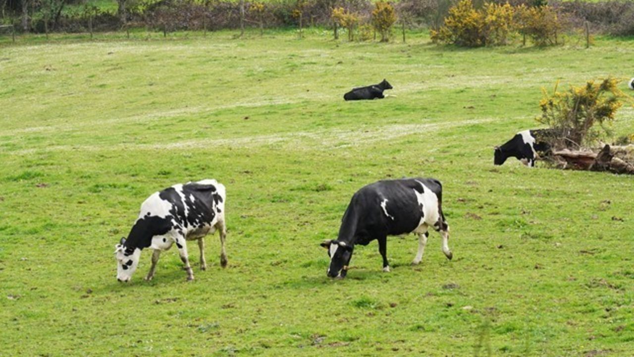 Vacas lecheras.