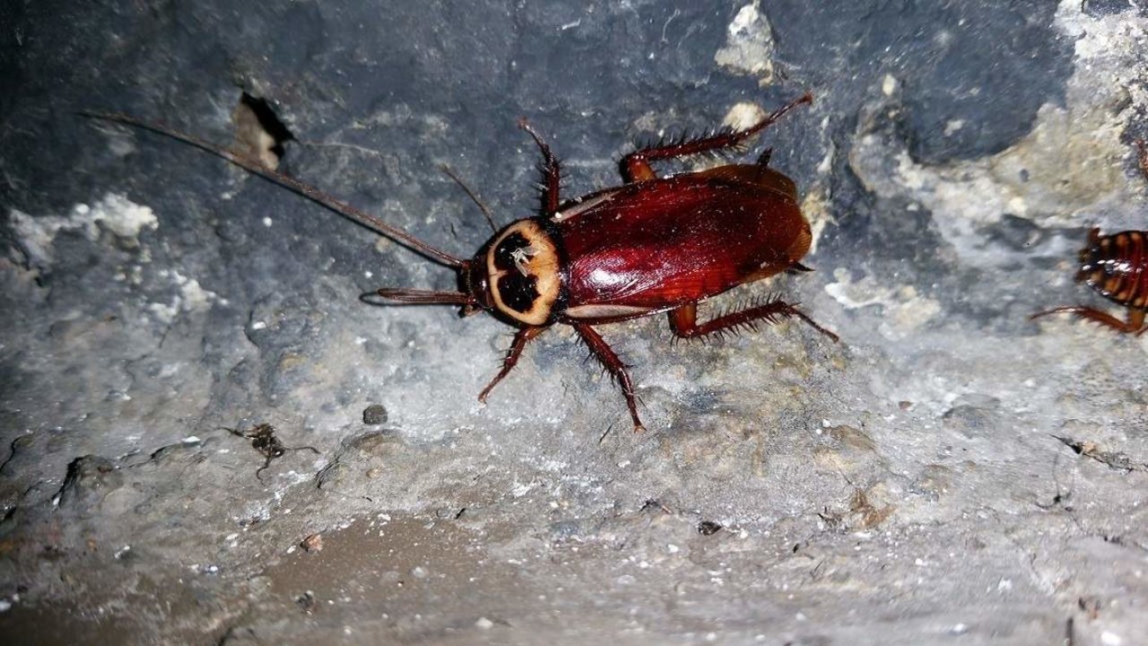 Cucaracha Australiana