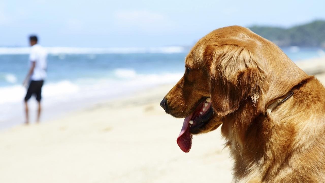 Un perro en una playa. 