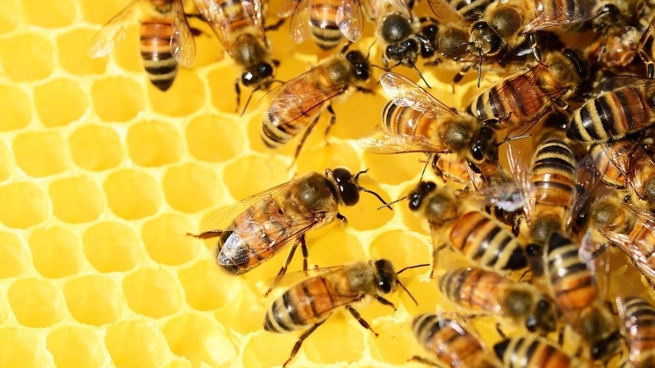 honey-bees-326337_1280